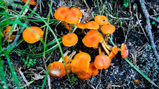 A cluster of bright, orange-colored mushrooms near the hiking path. Would it edible? Not even going to attempt it. Rocky Arbor State Park