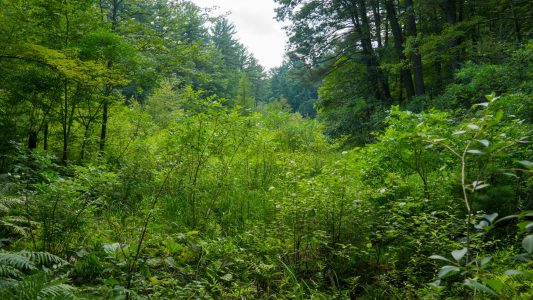 Looking out into the woods near the beginning of the trail. Rocky Arbor State Park