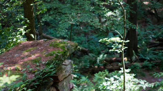 At the top of one of the flights of stairs, a small rock cliff overlooking the lower path. Rocky Arbor State Park