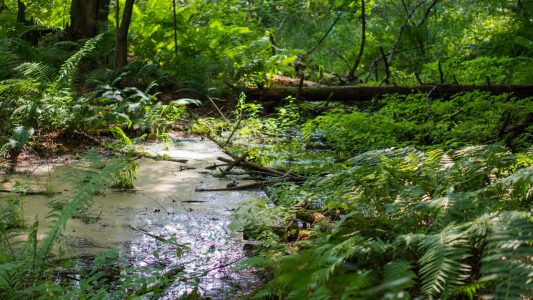 Part of the creek. Rocky Arbor State Park