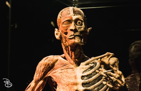science-museum-body-world-2019-11
