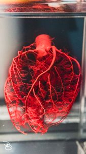 science-museum-body-world-2019-13