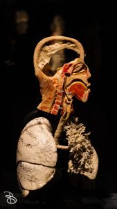 science-museum-body-world-2019-21