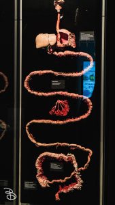 science-museum-body-world-2019-25