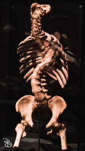 science-museum-body-world-2019-7