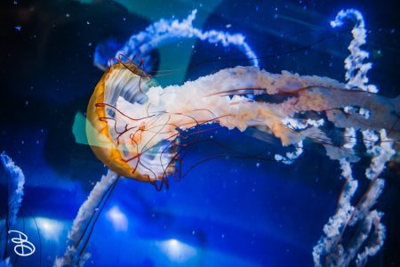 sd-birch-aquarium-1