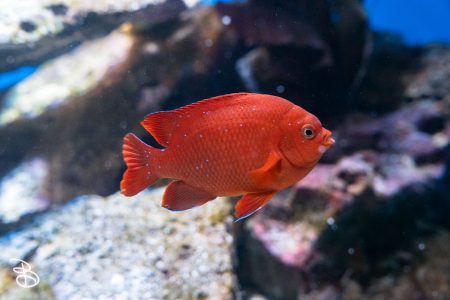 sd-birch-aquarium-10