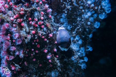 sd-birch-aquarium-11