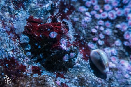 sd-birch-aquarium-12