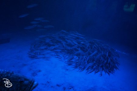 sd-birch-aquarium-13