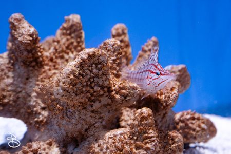 sd-birch-aquarium-14