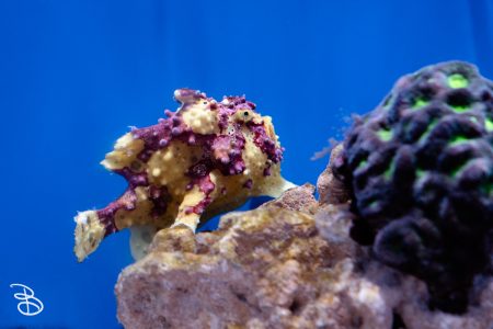 sd-birch-aquarium-15