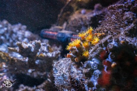 sd-birch-aquarium-16