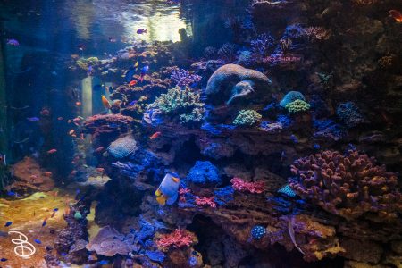 sd-birch-aquarium-17
