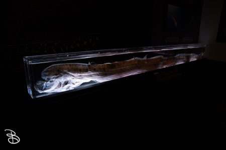sd-birch-aquarium-18