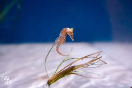 sd-birch-aquarium-19
