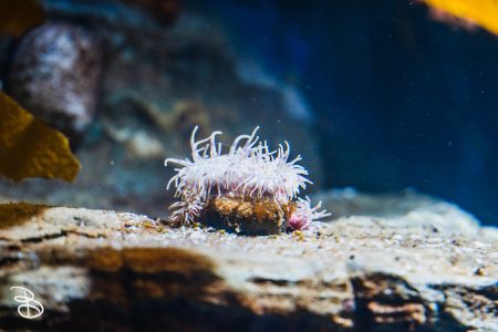 sd-birch-aquarium-2