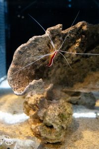 sd-birch-aquarium-20