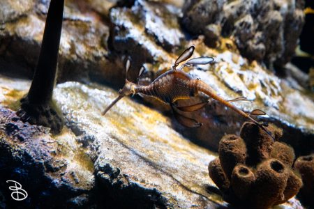 sd-birch-aquarium-21