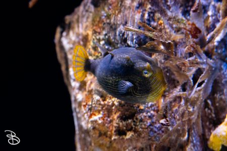 sd-birch-aquarium-22