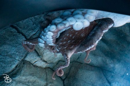 sd-birch-aquarium-4