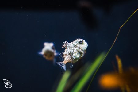 sd-birch-aquarium-5