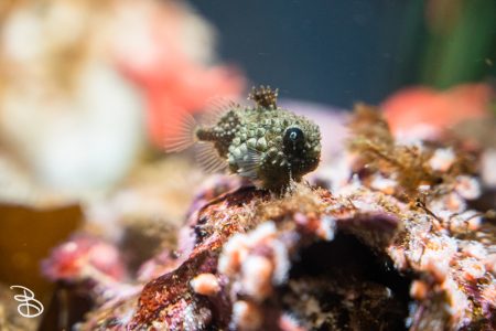 sd-birch-aquarium-6