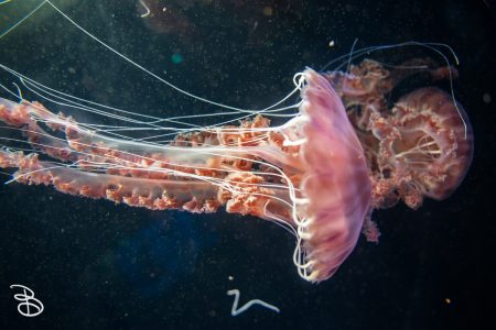 sd-birch-aquarium-7