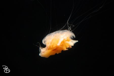 sd-birch-aquarium-8