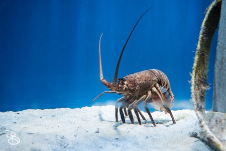 sd-birch-aquarium-9