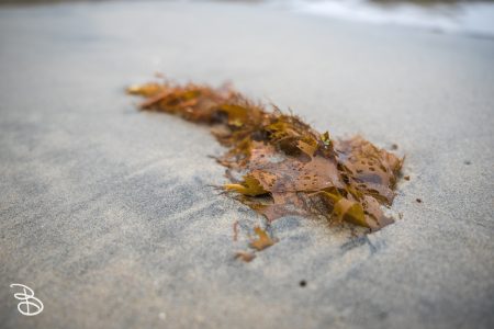 sd-la-jolla-7