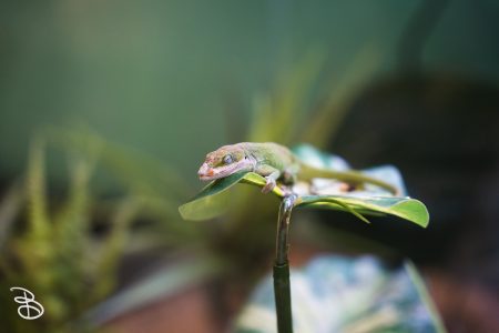 sd-natural-history-museum-1