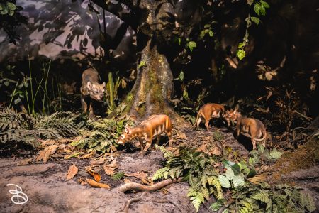 sd-natural-history-museum-10