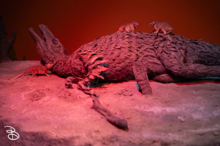 sd-natural-history-museum-11