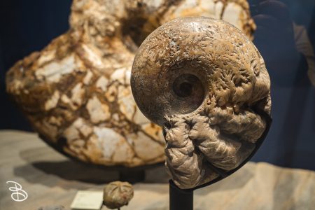 sd-natural-history-museum-12