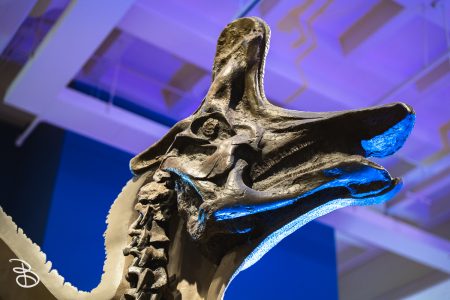 sd-natural-history-museum-14