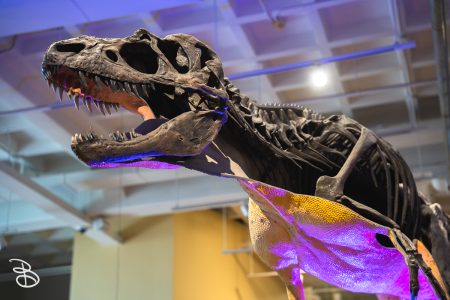 sd-natural-history-museum-15