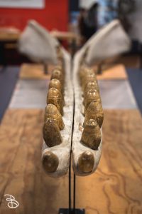 sd-natural-history-museum-16