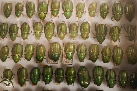 sd-natural-history-museum-18