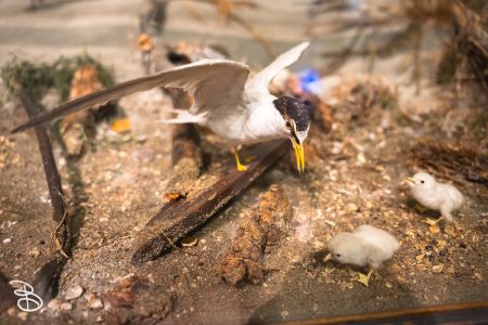 sd-natural-history-museum-19