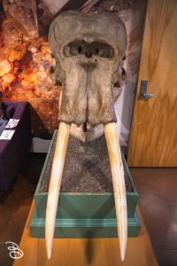 sd-natural-history-museum-20