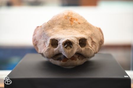 sd-natural-history-museum-22