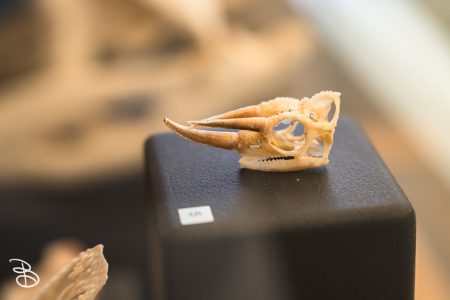 sd-natural-history-museum-23
