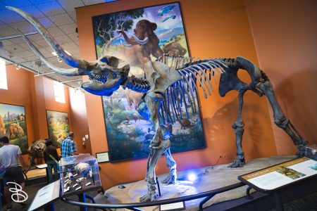 sd-natural-history-museum-3