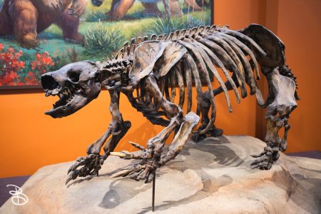sd-natural-history-museum-4