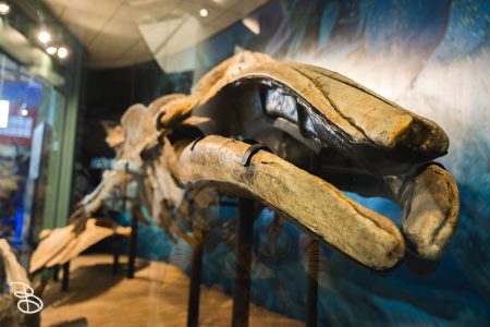 sd-natural-history-museum-5