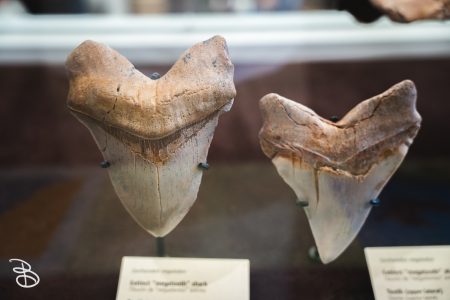 sd-natural-history-museum-6