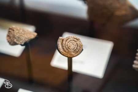 sd-natural-history-museum-7