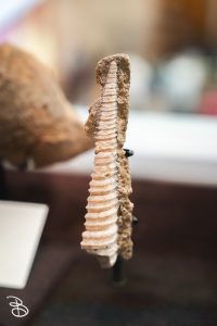 sd-natural-history-museum-8