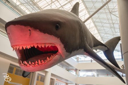 sd-natural-history-museum-9